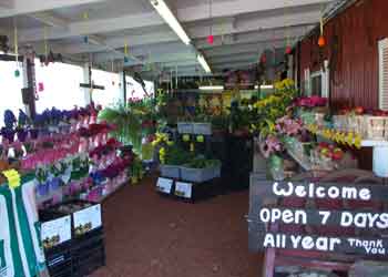 Home — lower right at Budds KnP Farms & Country Market, Pemberton NJ