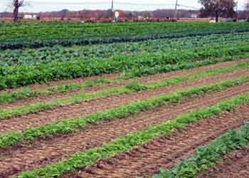 Home — lower left at Budds KnP Farms & Country Market, Pemberton NJ