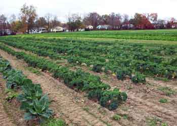 Home — lower left at Budds KnP Farms & Country Market, Pemberton NJ