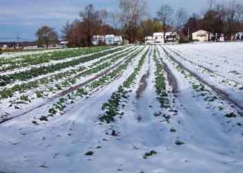 Home — lower right at Budds KnP Farms & Country Market, Pemberton NJ